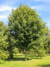 Green Mountain Sugar Maple (1)