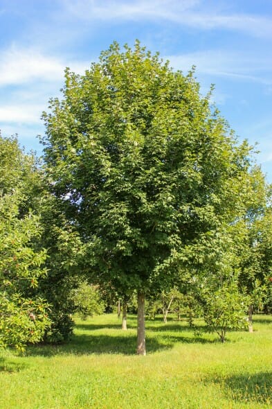 Green Mountain Sugar Maple (1)