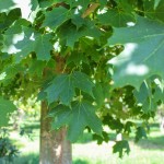 Green Mountain Sugar Maple (3)