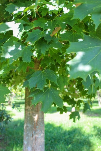 Green Mountain Sugar Maple (3)