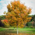 Green Mountain Sugar Maple (4)