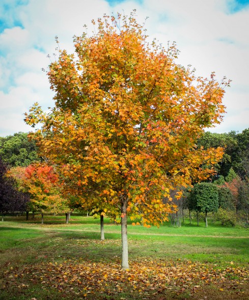 Green Mountain Sugar Maple (4)