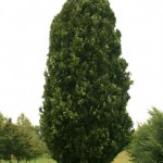 Green pyramidal beech