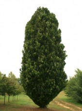 Green pyramidal beech