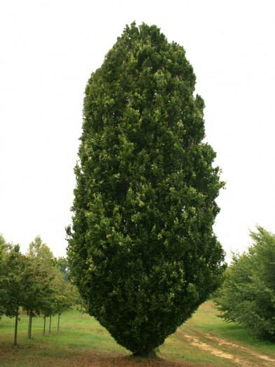 Green pyramidal beech