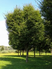 Green vase Zelkova (1)