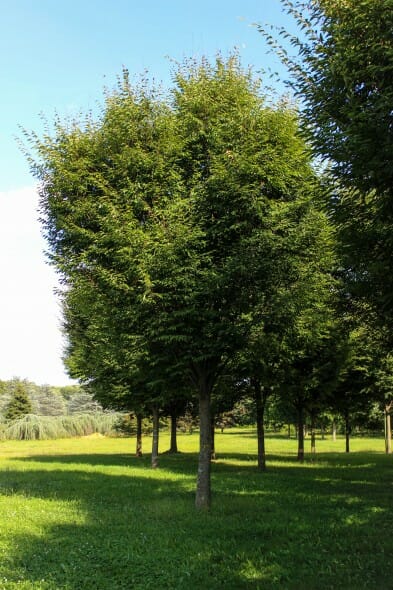 Green vase Zelkova (1)