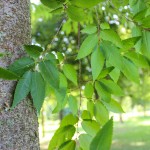 Green vase Zelkova (9)