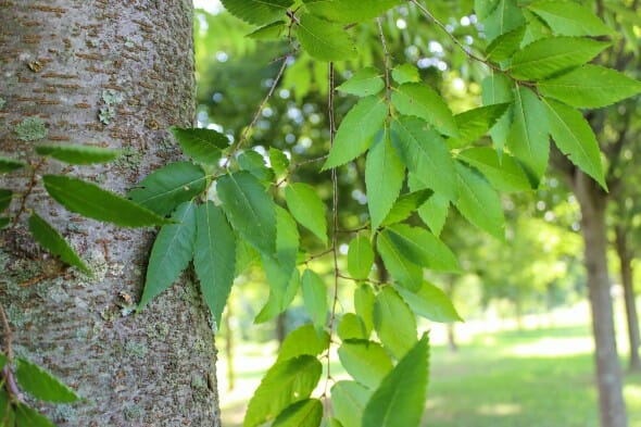 Green vase Zelkova (9)