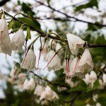 Halesia flower 2