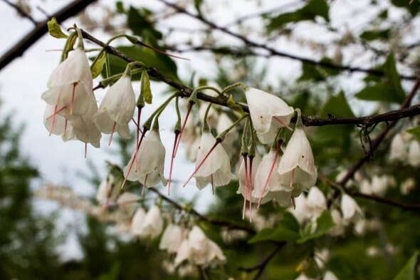 Halesia flower 2