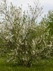 Halesia_