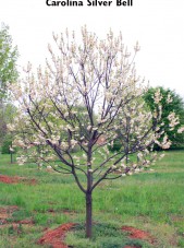 Halesia_teteraptera_Carolina3b