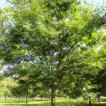 Halka Zelkova (3)