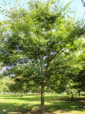 Halka Zelkova (3)