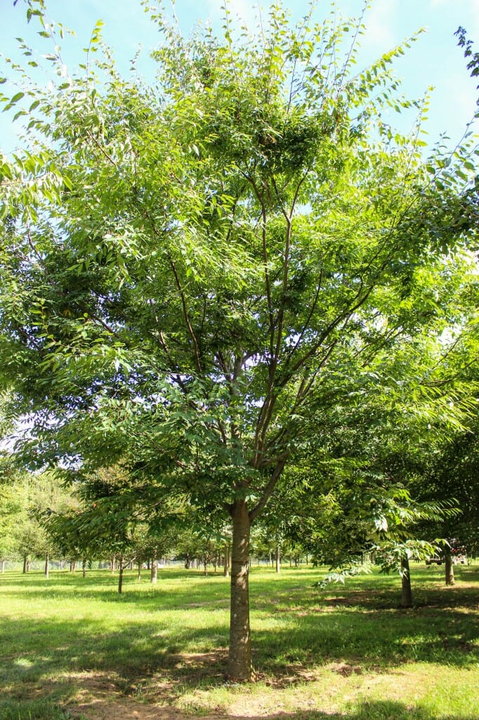 Halka Zelkova Halka Nurseries