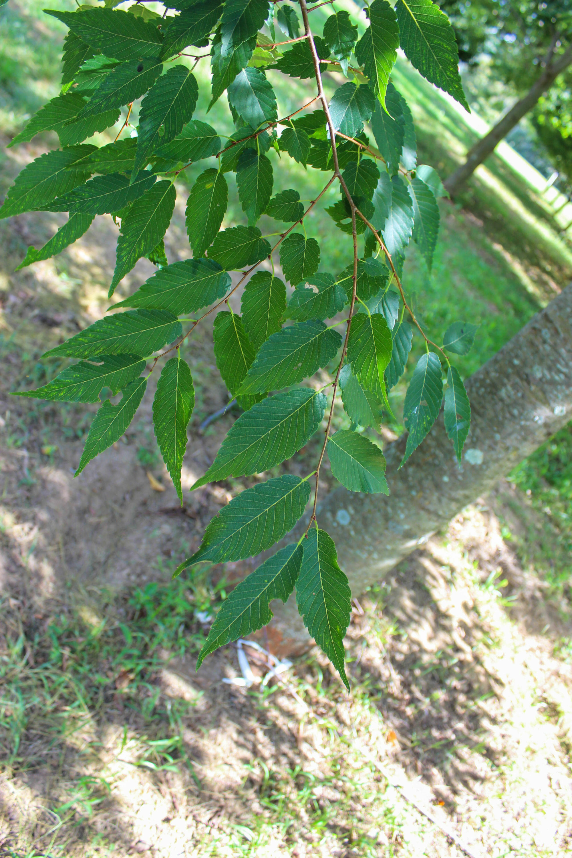Halka Zelkova Halka Nurseries