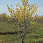 Hamamelis_Arnolds_Promise