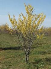 Hamamelis_Arnolds_Promise