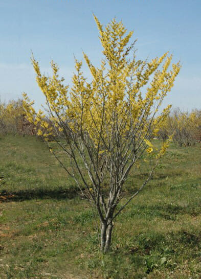 Hamamelis_Arnolds_Promise