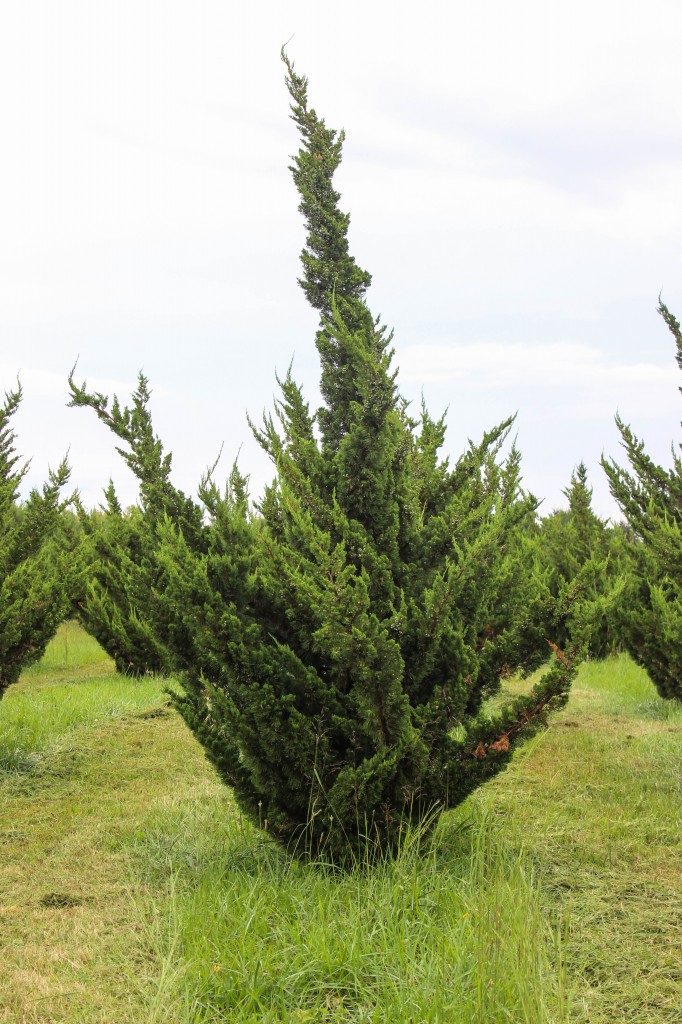 Hollywood Juniper Halka Nurseries