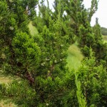 Hollywood Juniper (3)