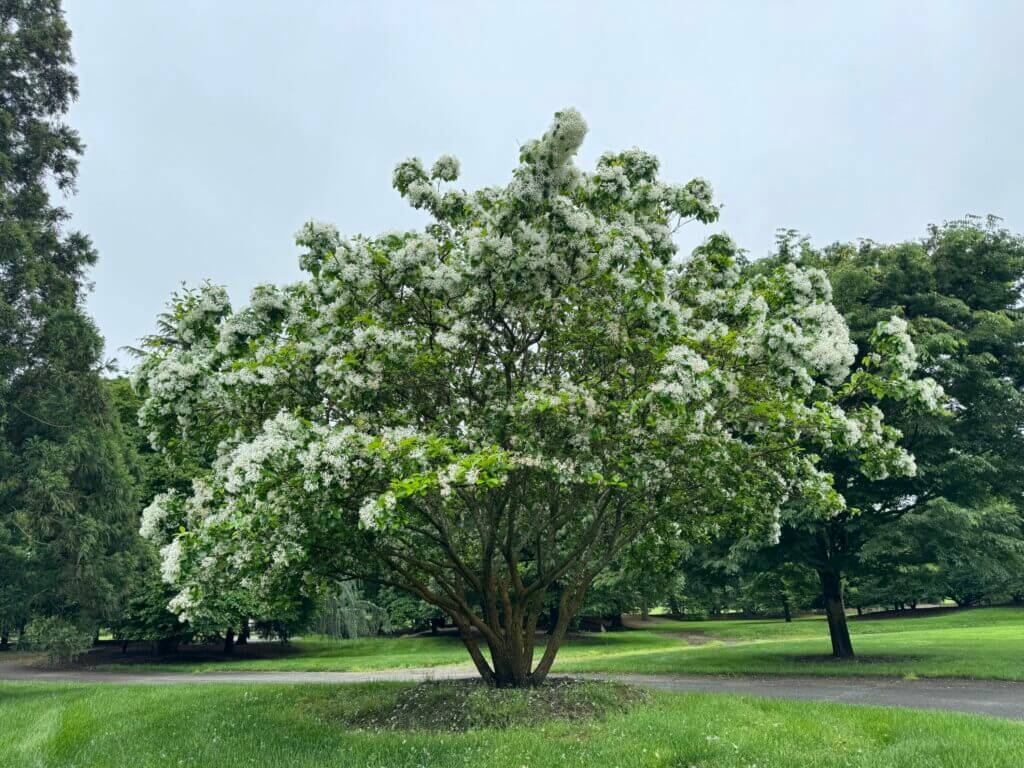 Chinese Fringe Tree - Halka Nurseries