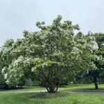 Chionanthus retusus - Chinese Fringe Tree