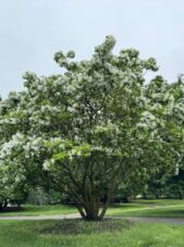 Chionanthus retusus - Chinese Fringe Tree