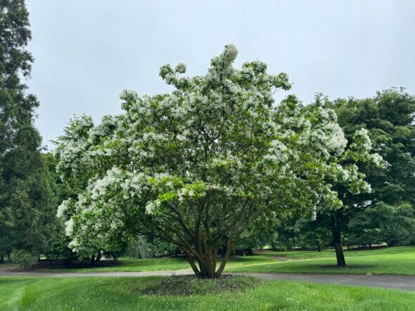 Chionanthus retusus - Chinese Fringe Tree