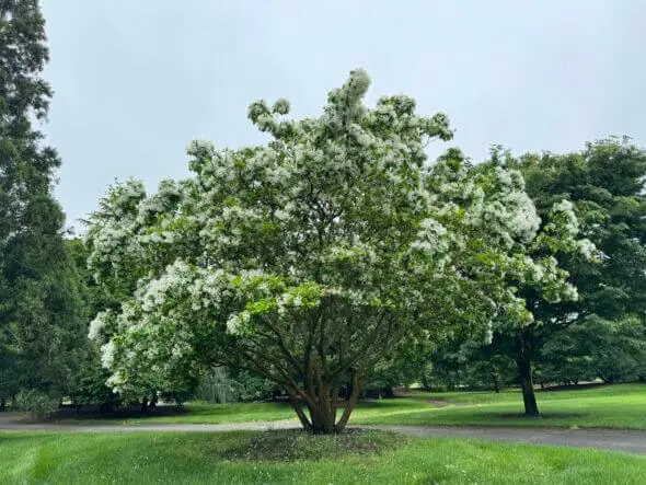 Chionanthus retusus - Chinese Fringe Tree