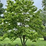 Magnolia Elizabeth Tree