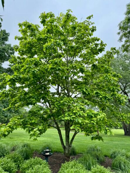 Magnolia Elizabeth Tree