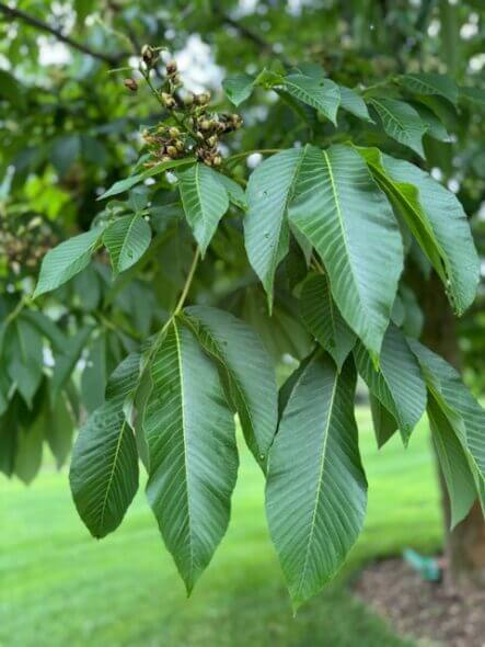 Yellow Buckeye Foliage
