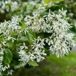 Chionanthus retusus - Chinese Fringe Tree Flower Close Up