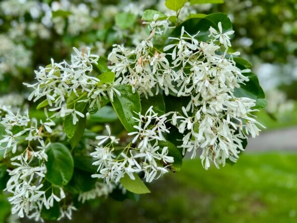 Chionanthus retusus - Chinese Fringe Tree Flower Close Up