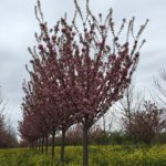 Kwanzan Cherry 6' Branching