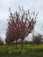 Kwanzan Cherry 6' Branching