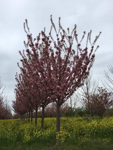 Kwanzan Cherry 6' Branching