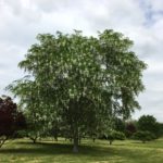 Flowering Yellowwood