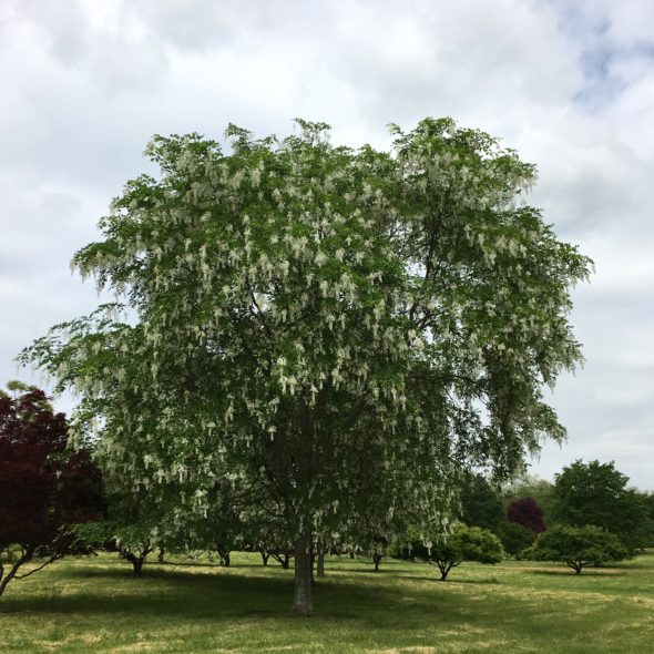 Flowering Yellowwood