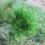 Japanese Black Pine (9)