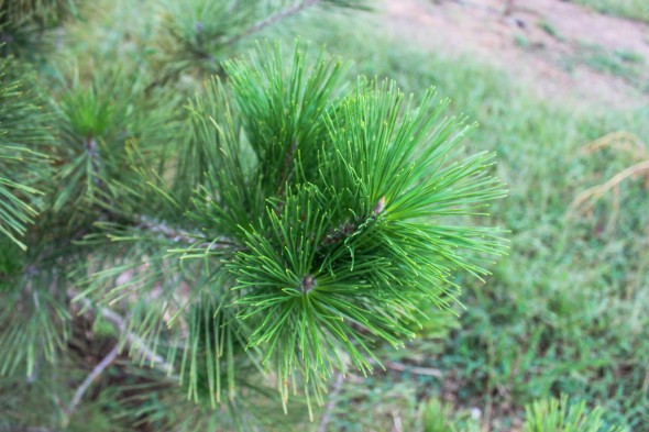 Japanese Black Pine (9)