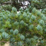 Japanese White Pine (3)