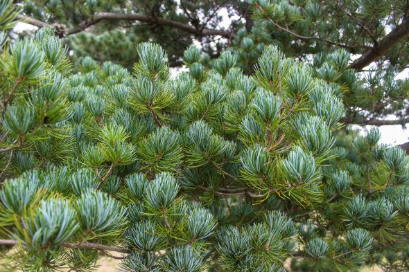 Japanese White Pine (3)