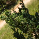 Juniperus chinensis - Robusta Green Juniper_Foliage View
