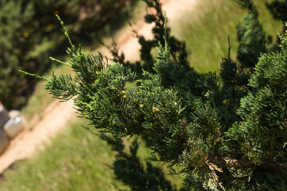 Juniperus chinensis - Robusta Green Juniper_Foliage View