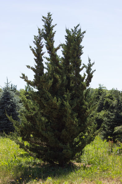 Juniperus chinensis - Robusta Green Juniper_Spring View