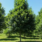 Legacy Sugar Maple (1)