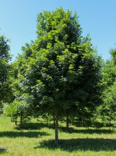 Legacy Sugar Maple (1)